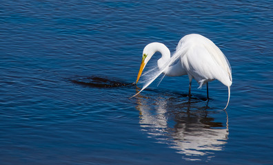 Shorebirds by the Sea