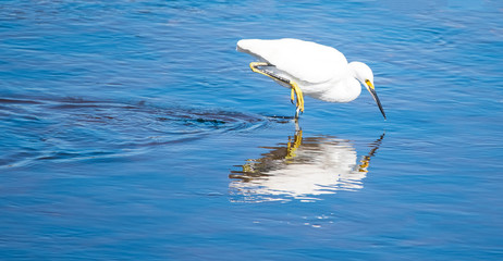 Shorebirds by the Sea