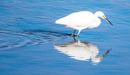 Shorebirds by the Sea