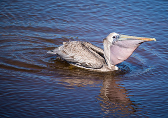 Shorebirds by the Sea