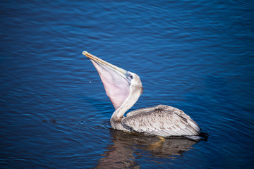 Shorebirds by the Sea
