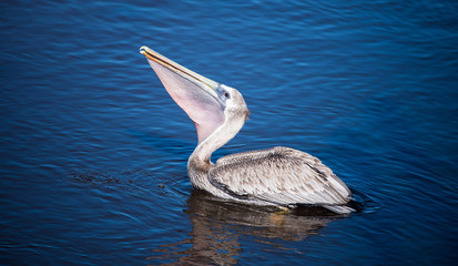 Shorebirds by the Sea