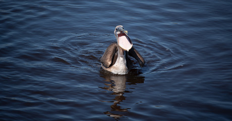 Shorebirds by the Sea
