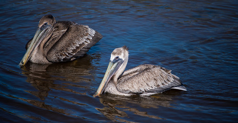 Shorebirds by the Sea