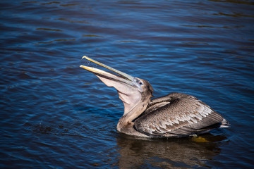 Shorebirds by the Sea