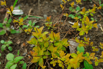 young shrub with yellow leaves. Vegetation in the city.