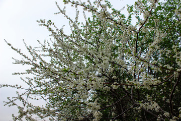 branches of a blossoming apple tree on a background of gray sky. Natural background.