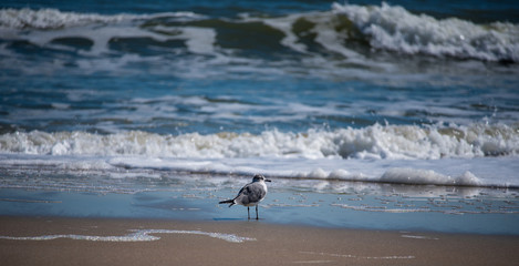 Shorebirds by the Sea