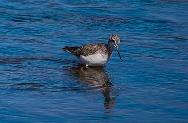 Shorebirds by the Sea