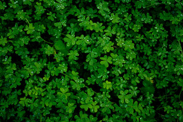 Clover with Dew Drops