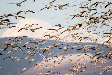 Flock of Snow Geese Landing Backdropped by Mount Baker in Evening Light