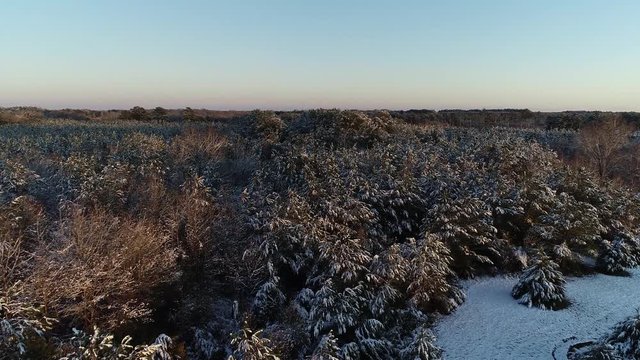 Aerial of Snow Covered Pine Forest Canopy
