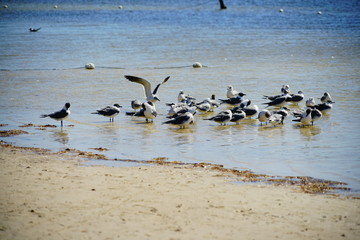 Naklejka premium Florida palm harbor beach seagull