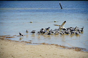 Seagull is gathering at Florida palm harbor beach