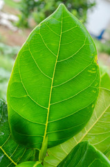 Isolated jackfruit Tree Leaf