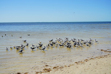 Seagull in Florida palm harbor beach