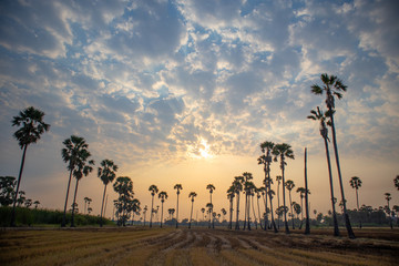 Fototapeta na wymiar The rising sun in the morning on rice fields and palm trees