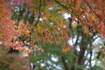 津山城もみじの小道の紅葉