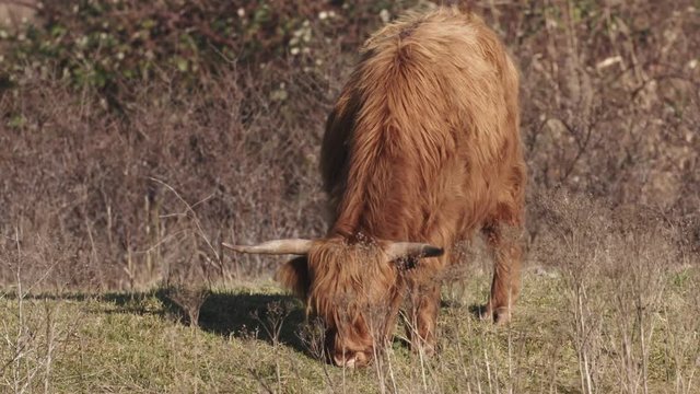 Agriculture - a highland cow grazing.
