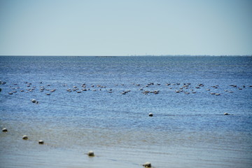 Seagull in Florida palm harbor beach