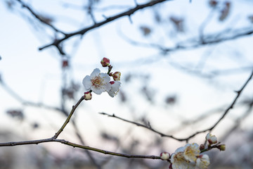 写真素材：梅