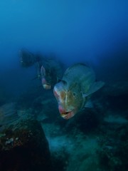 Obraz na płótnie Canvas Closeup with wide angle shot of the Green Humphead parrotfish or the Bolbometopon muricatum during a leisure dive in Sipadan Island, Barracuda Point. Semporna, Tawau. Sabah, Malaysia. Borneo.