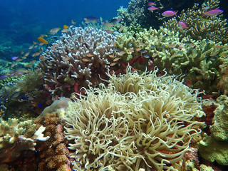 Naklejka na ściany i meble Health coral reefs in Barracuda Point, Sipadan Island, Semporna. Sabah, Malaysia, Borneo. The Land Below The Wind. 