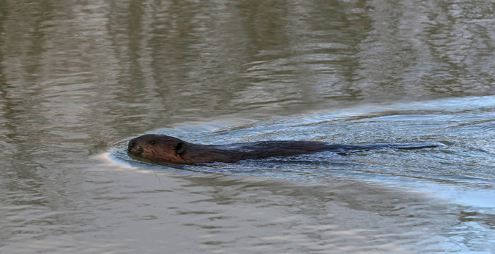 A North American Beaver (Castor canadensis) swimming on the surface of a pond in Kitchener, Ontario, Canada. - Powered by Adobe