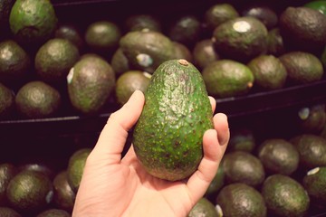 Hand holding green avocado with blurry background of avocados. 