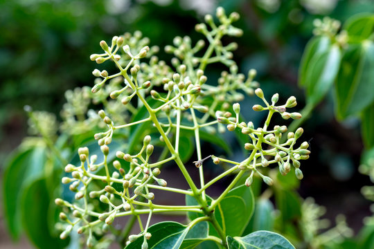 Flowers and foliage of true cinnamon tree (Cinnamomum verum)