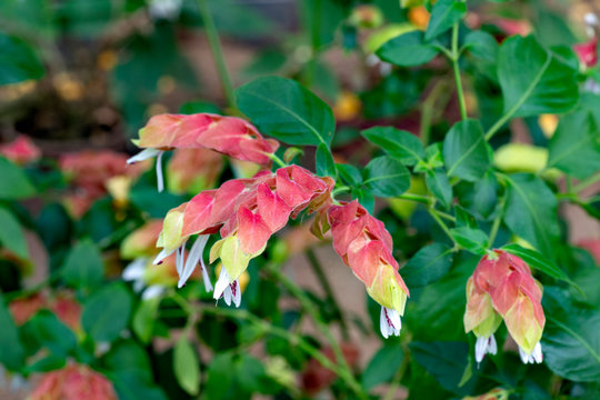 Flowers of Justicia brandegeeana in full blooming