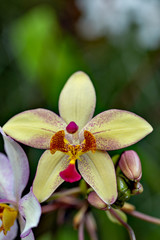Flowers of Spathoglottis garden orchids in full blooming