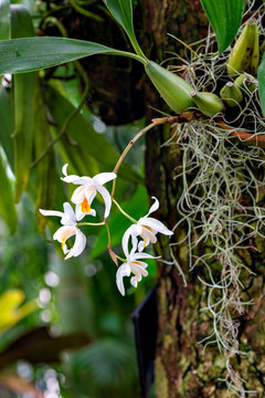 Flowers of Coelogyne in full blooming