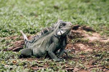 Iguana sobre pasto 