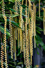 An epiphytic orchid, Dendrochilum cobbianum, in full blooming