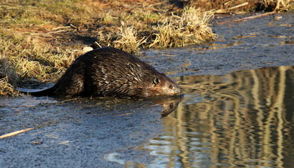 A North American Beaver (Castor canadensis) on the shore of a pond in Kitchener, Ontario, Canada.