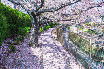 近所の溝に目を向けてみよう。そこには花筏があるかもしれませんよ？