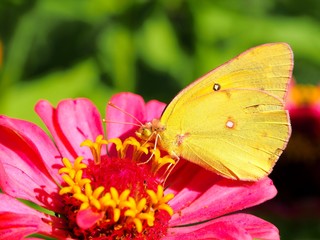 Macro of butterfly on flower