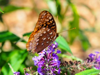 Macro of butterfly on flower