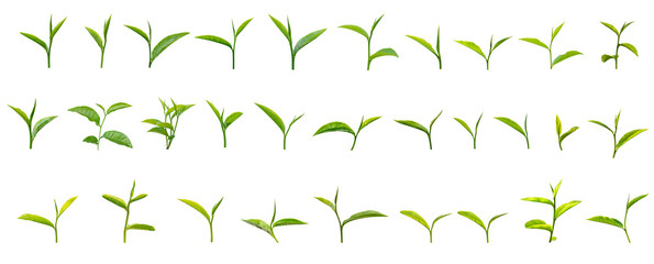 Collection of tea leaves isolated on white background