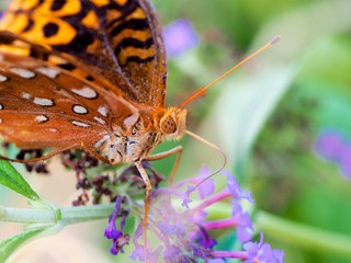 Macro of butterfly on flower