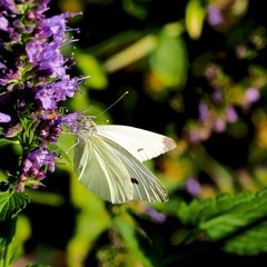 Macro of butterfly on flower