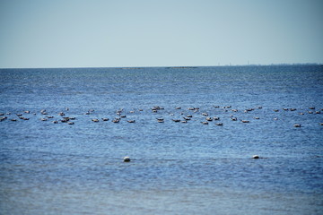 Seagull in Florida palm harbor beach
