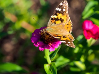 Macro of butterfly on flower