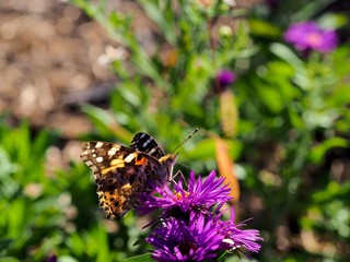 Close up of butterfly on flower