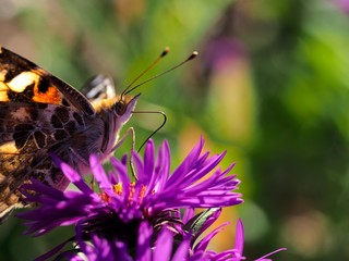 butterfly on a flower