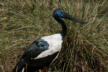 this is a side view of a black necked stork