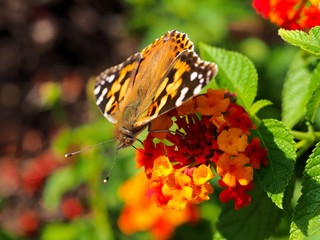 butterfly on a flower