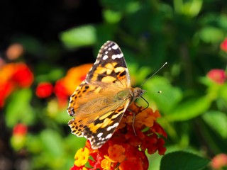 butterfly on a flower