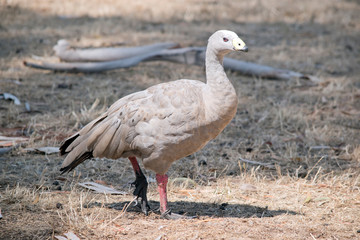 this is a side view of a Cape Barren Goose